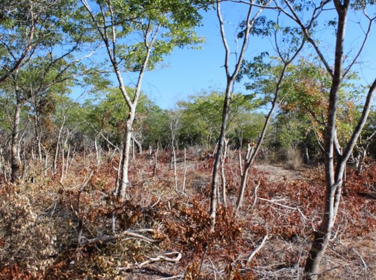Forest area in Mozambique recently opened for crop production