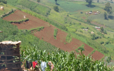 View from above on Napier grass fields