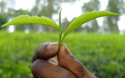 The picture is a close-up of a hand holding green leaves. The green background is blurred.