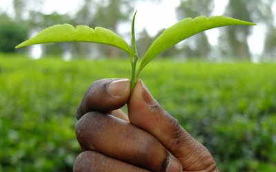 The picture is a close-up of a hand holding green leaves. The green background is blurred.