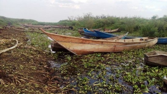 Fishing boats in green surrondings