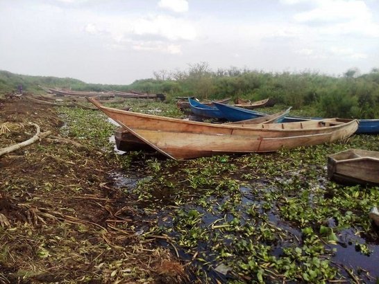 Fishing boats in green surrondings