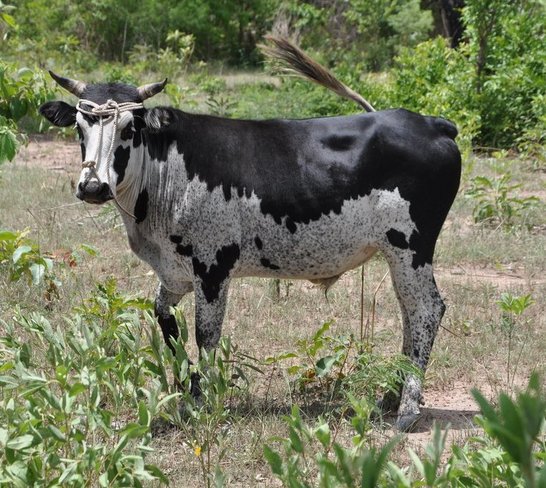 Young Lobi bull on pasture