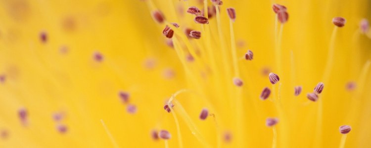 Gelbe Blume mit Blütenstaub