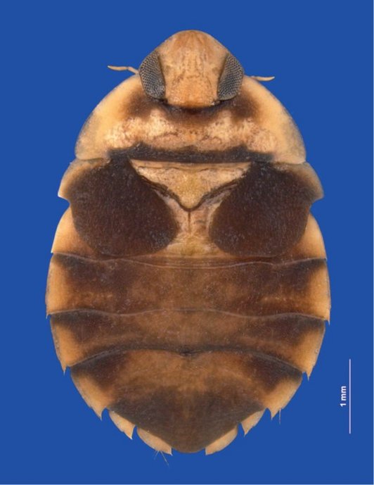 photo of insect Aphelocheirus aschalewi 