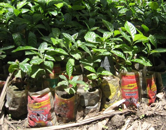 Seedlings in plastic bags on the ground
