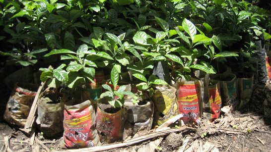 Seedlings in plastic bags on the ground