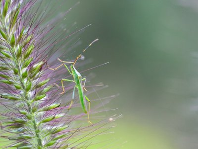 Auf dem Bild ist eine Heuschrecke auf einem blühenden Gras zu sehen.