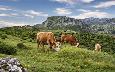 Kühe auf einer Weide dahinter Berge